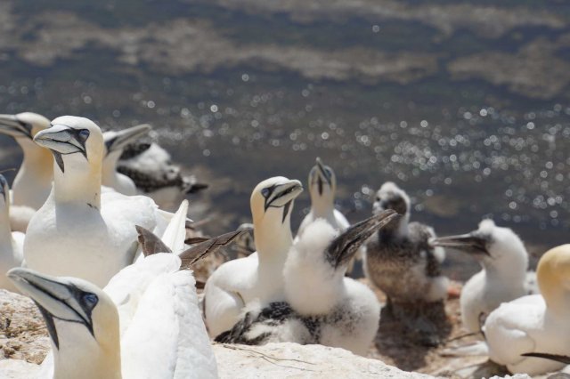 Helgoland